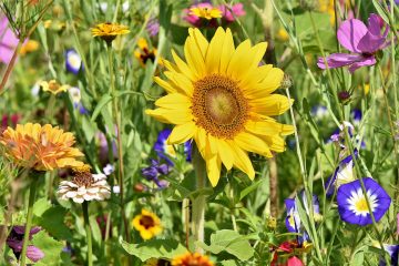Bundesministerin legt Aktion „Bienen füttern“ neu auf