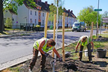 Große Baumpflanzaktion in Erkner
