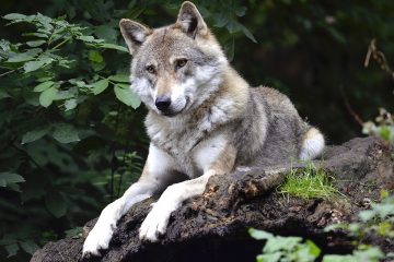 Wolfsübergriffe auf Nutztiere – Hinweise für Tierhalter