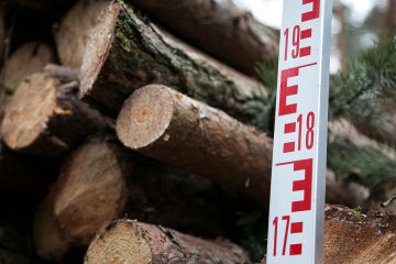 Wald in Not