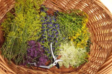 Gesundheits-Seminar im Hochsommer