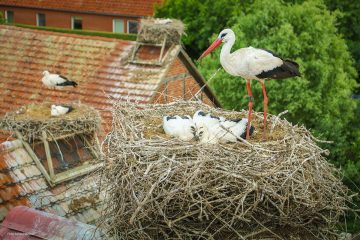 Die ersten Jungstörche starten Flugversuche