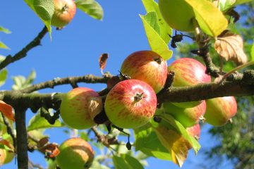 Hochschule unterstützt Bewirtschaftung von Streuobstwiesen