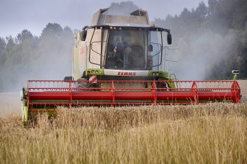 Maue Getreideernte wegen Trockenheit & Hitze