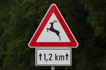 Rehwild aktiv