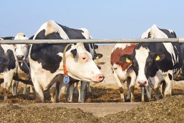Tierwohlampel oder grüner wird‘s nicht