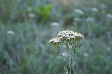 Gesundheits-Seminar im Spätsommer