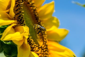 Die Intelligenz der Bienen