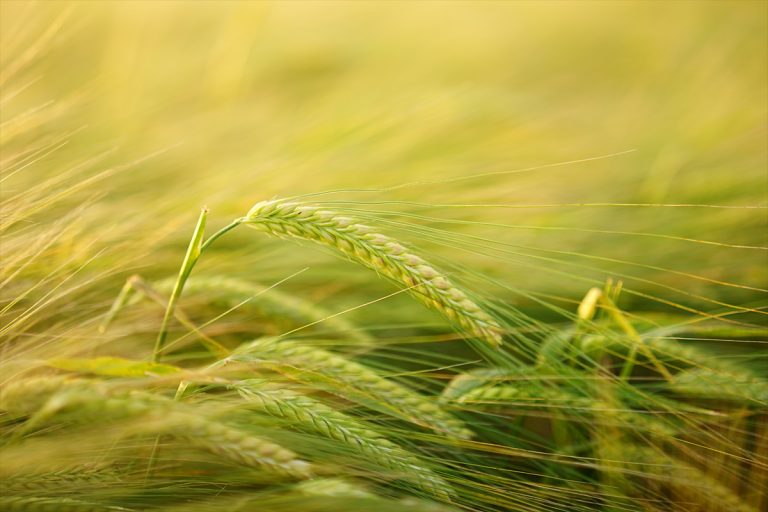 Landesamt legt Auswertung landwirtschaftlicher Betriebe vor