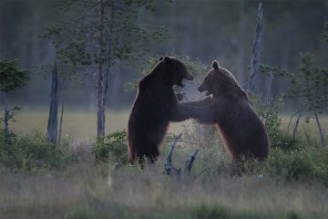 Naturfotografie-Vortrag auf Burg Storkow