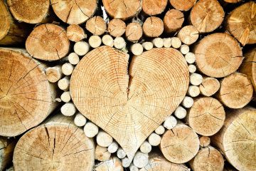 Weiterbildung zum Holzschutz