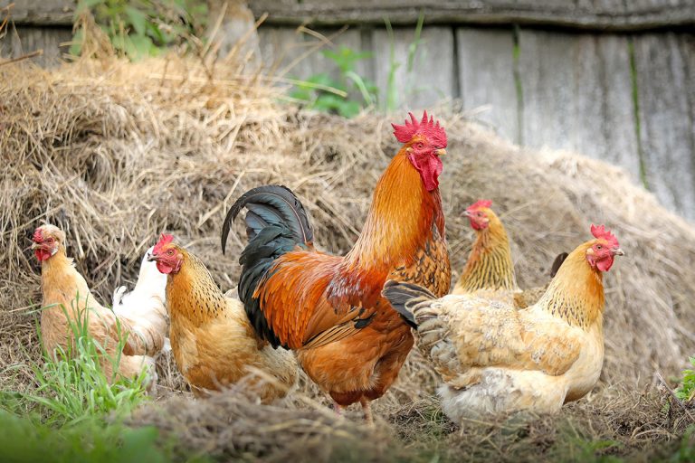 Vogelgrippe bei Wildvogel in Brandenburg bestätigt