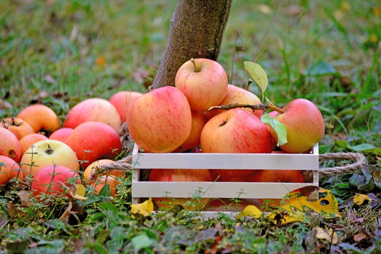 Brandenburger Obstbau formuliert Erwartungen an die Politik