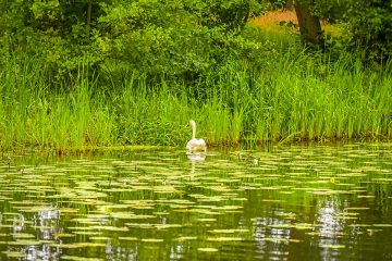 Trotz Regen bleiben Sorgenfalten bei der Wasserbewirtschaftung