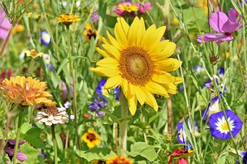 Fürstenwalde fördert Biodiversitätsprojekte