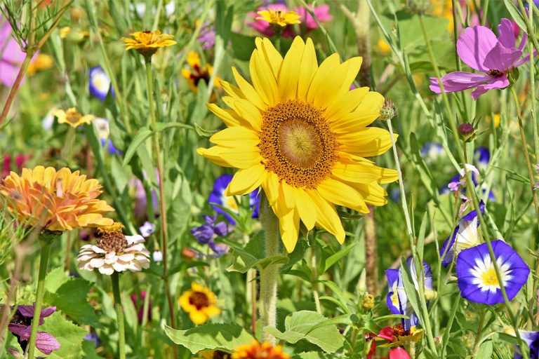 Fürstenwalde fördert Biodiversitätsprojekte