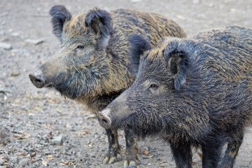 Afrikanische Schweinepest weiter fest im Blick