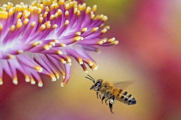 Bienen und blütenbesuchende Insekten schützen