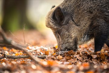 Jagd grundsätzlich weiterhin zulässig