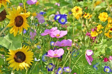 Start der Aussaat für insektenfreundliche Blühflächen