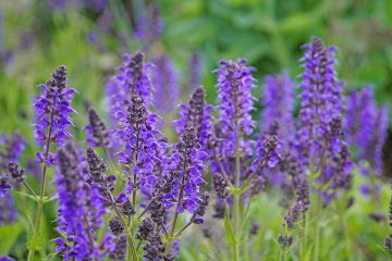Bienenliebling in Brandenburg & Berlin