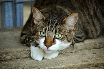 Soforthilfe zur Unterstützung der Tierheime