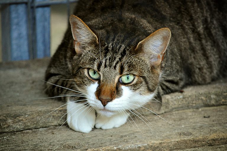 Soforthilfe zur Unterstützung der Tierheime