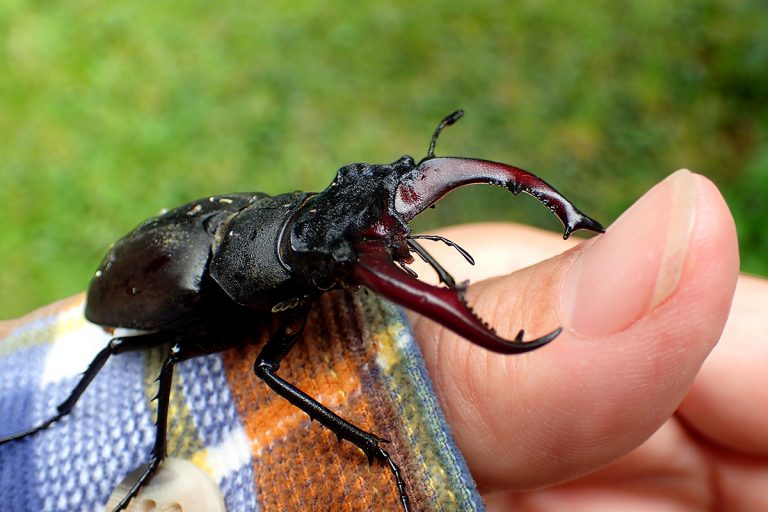 Umweltamt ruft zur Hirschkäferzählung auf