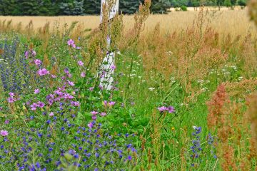 Wildwuchs im Fokus