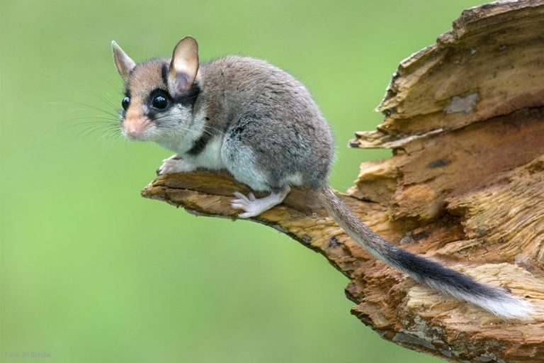 Siebenschläfer und andere kleine Säugetiere im Garten schützen