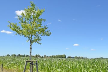 Brandenburger Agrarstruktur muss vielfältig bleiben
