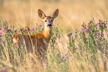 Vorfahrt für Wildtiere