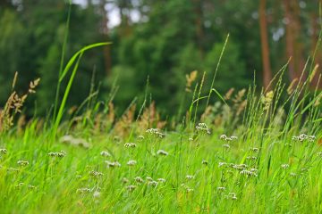 Wilde Ecken im Garten