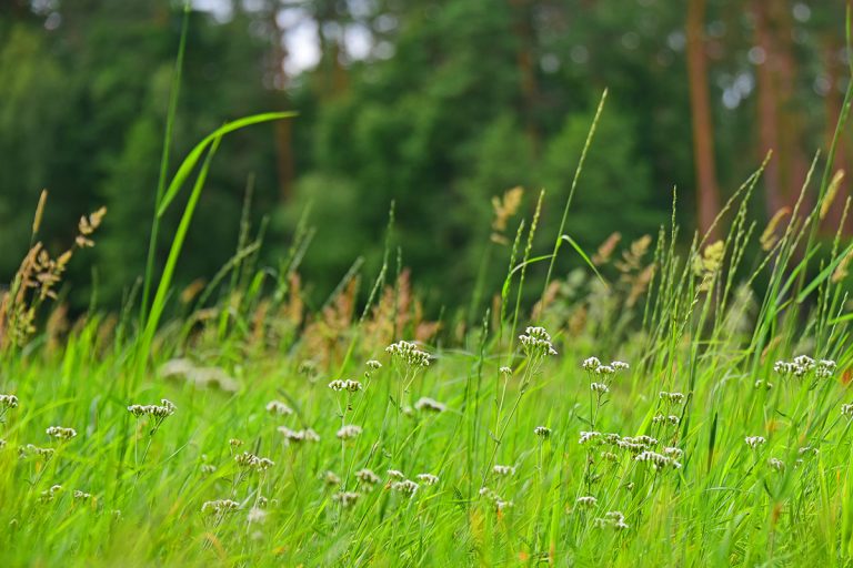 Wilde Ecken im Garten