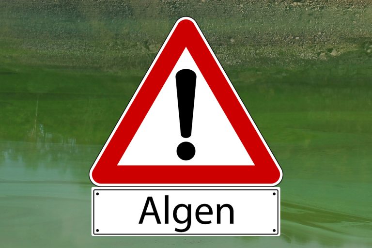 Blaualgen am Flakensee festgestellt