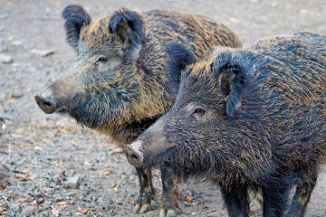 Afrikanische Schweinepest