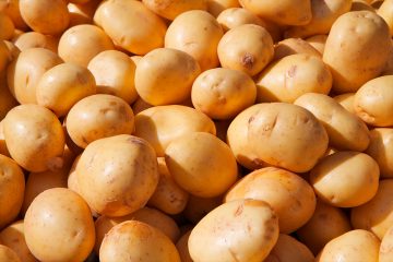 Kartoffelernte