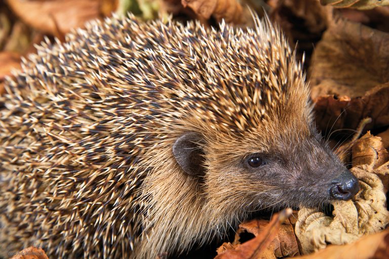 Schutz für Igel