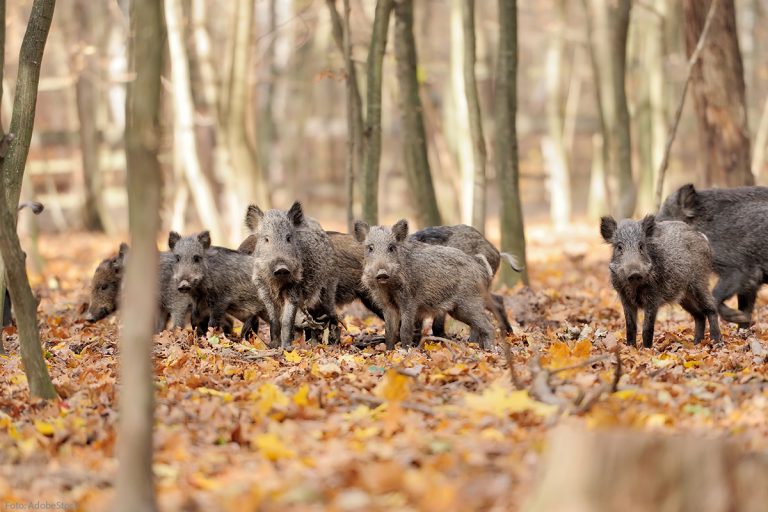 Ministerium startet Abgabeprämie für Schwarzwild