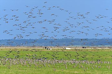 Vogelgrippe erreicht Deutschland