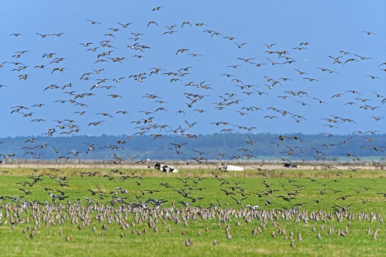 Vogelgrippe erreicht Deutschland