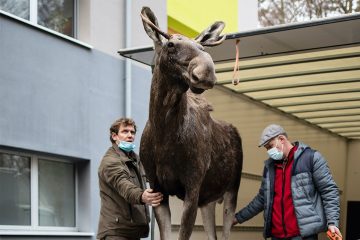 Größte heimische Säugetierart
