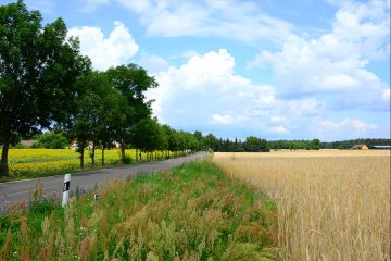 Straßengesetz verhindert Alleenschutz