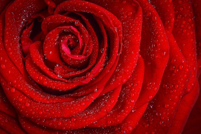 Worte der Liebe zum Valentinstag