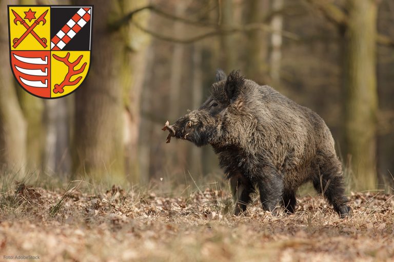 Afrikanische Schweinepest