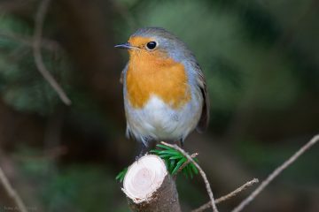 Das Rotkehlchen ist der Vogel des Jahres