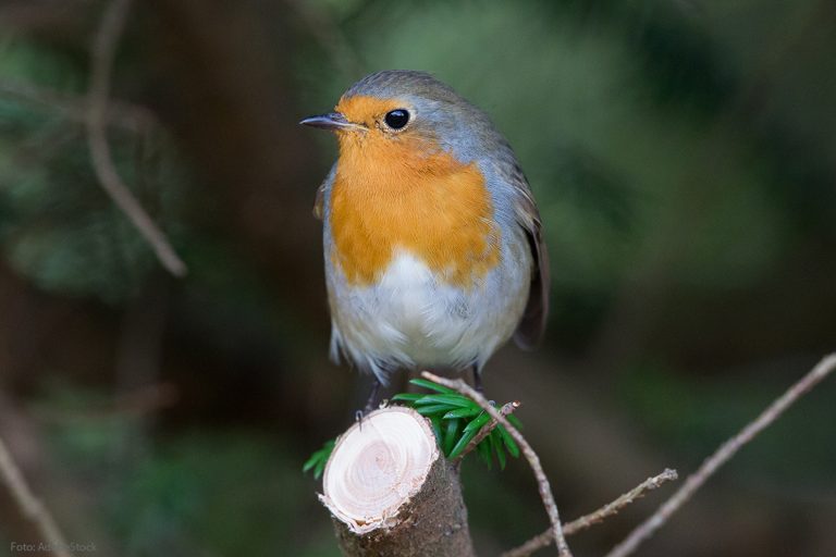 Das Rotkehlchen ist der Vogel des Jahres