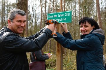 Stechpalme – Baum des Jahres
