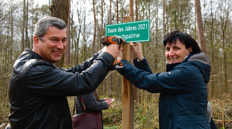 Stechpalme – Baum des Jahres