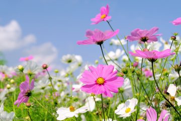 Die Cosmea „Majas Mahlzeit“